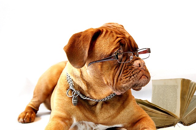 pes s brýlemi