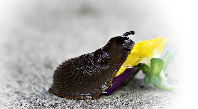 slimák na květině