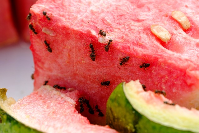 mravenci na melounu.jpg