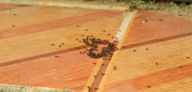 mravenci na podlaze.jpg